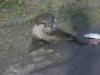 2011040701135301_k-Zoo 246.jpg